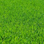 grass