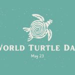 World Turtle Day